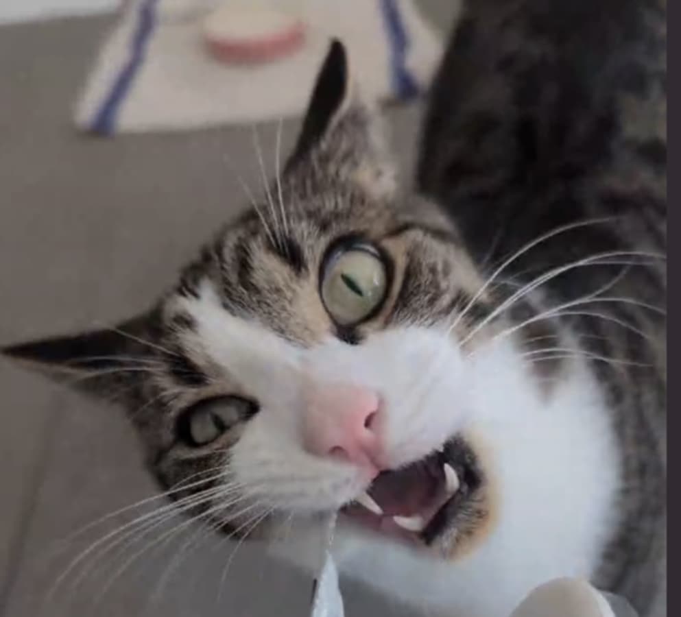 Swift the cat